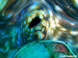Siphon of baby Tridachna clam. Beqa Lagoon, Fiji. 2005. S... by Leigh Chapman 